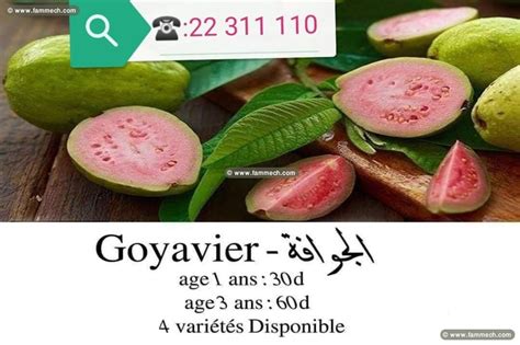 goyave tunisie